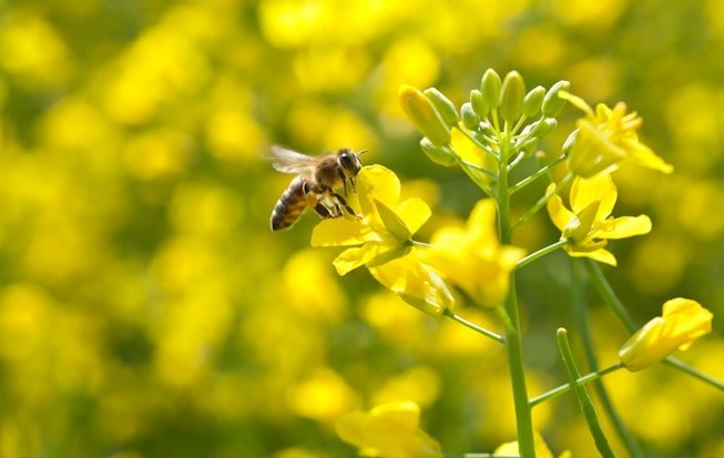 BeePositive Academy website screenshot